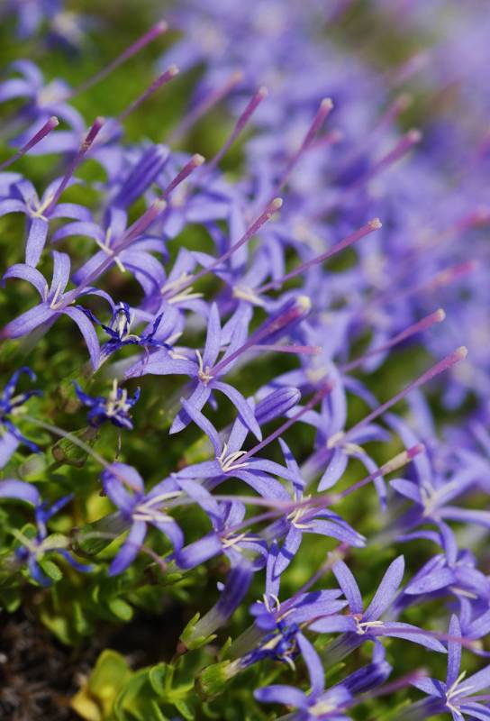 Ζήρεια topoguide: Campanula asperouloides