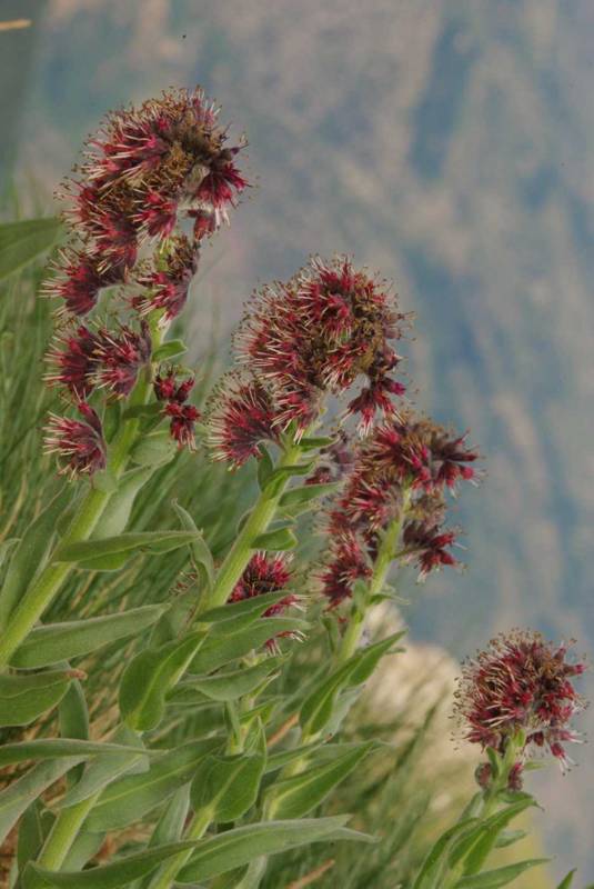 Ζήρεια topoguide: Solenanthus stamineus