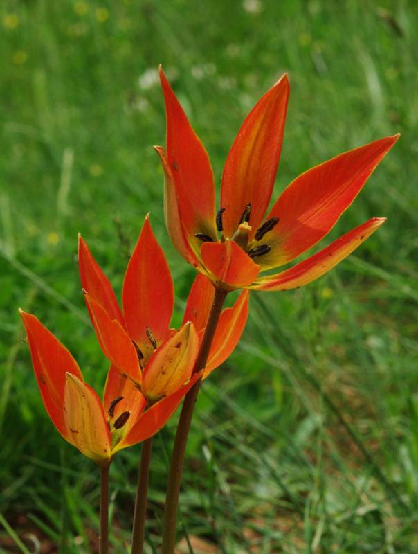 Ziria topoguide: Tulipa orphanidea