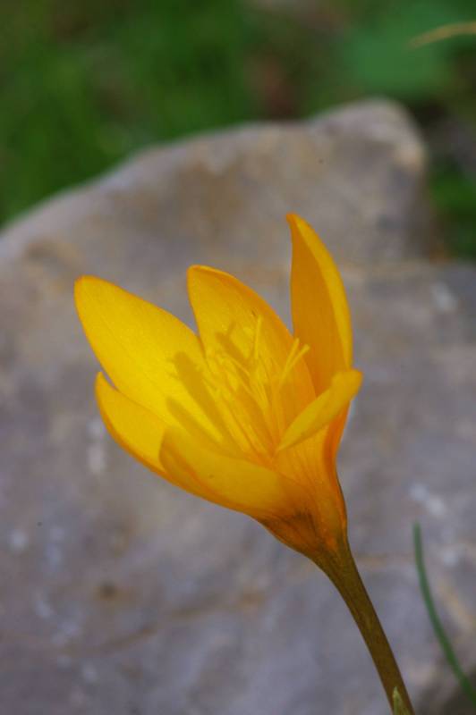 Ζήρεια topoguide: Crocus olivieri