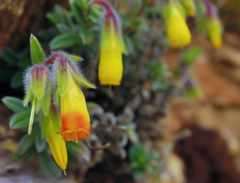 Αρκαδικά Μονοπάτια: Onosma frutescens