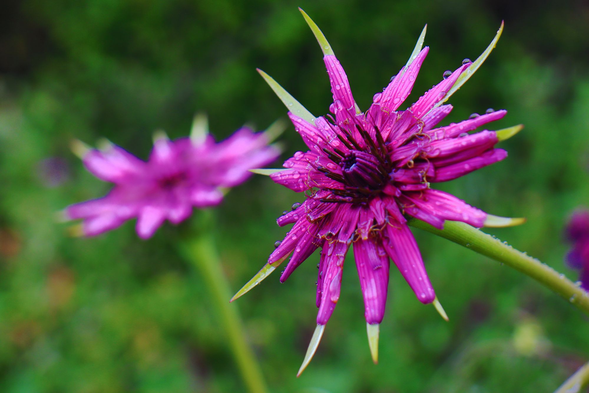 Λύκαιον όρος: Tragopogon porrifolius, το αστέρι των πετρότοπων