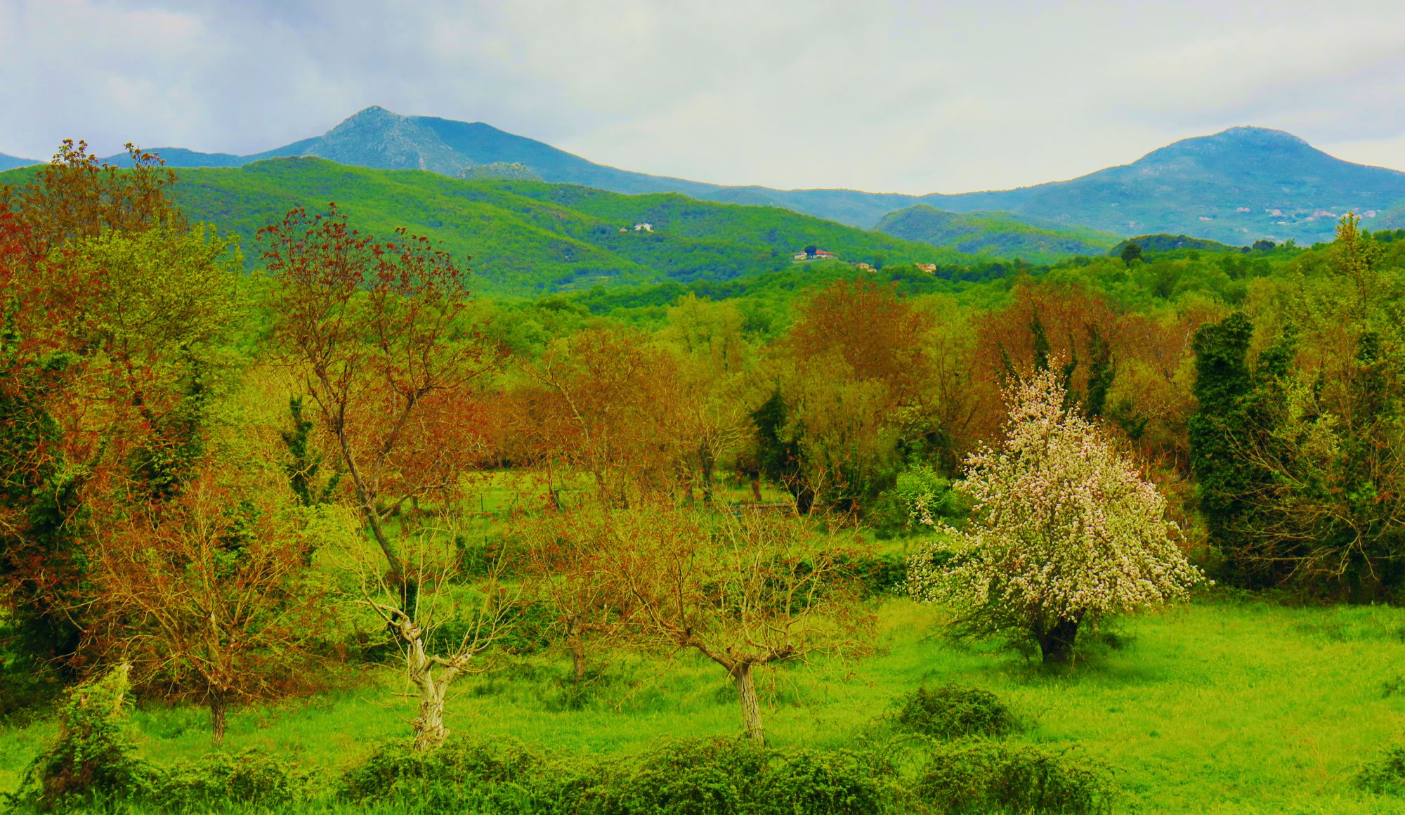 Βλάστηση του Λύκαιου: Το αγροδασικό τοπίο στις παλιές Καρυές. Ψηλά, οι κορυφές του Λύκαιου