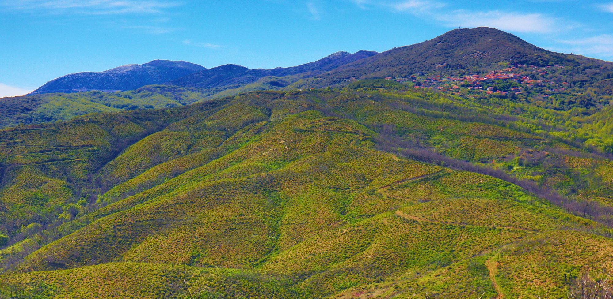 Βλάστηση του Λύκαιου: Οι ζώνες των δρυοδασών και των γυμνών κορυφών κάτω και πάνω από το χωριό Ίσαρης