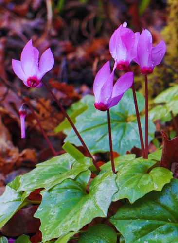 Αρκαδικά Μονοπάτια, Κωτύλιο-Άνω Καρυές: Cyclamen rhodium subsp. peloponnesiacum