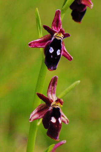 Αρκαδικά Μονοπάτια, Βάστας-Ίσαρης: Ophrys reinholdii