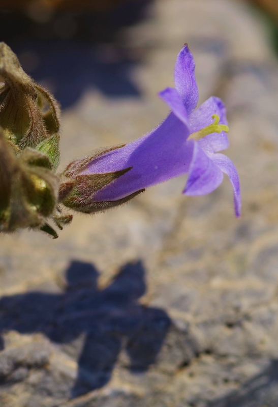 Flora of Mt Dirfys