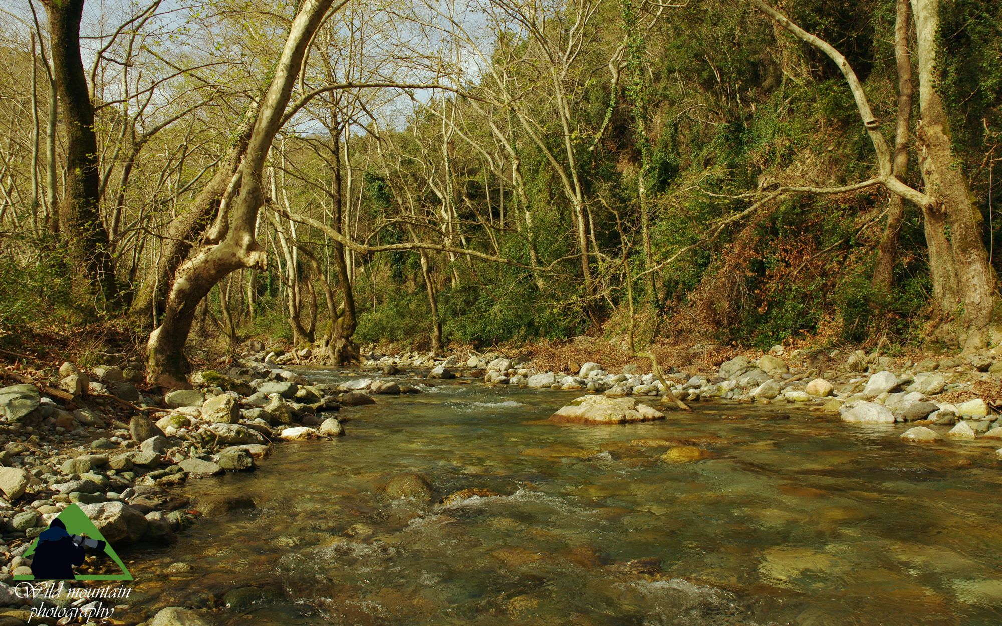 Οι βιότοποι της Δίρφυος: Κοντά στη Χειλιαδού, το ρέμα των Στροπώνων είναι πλέον ένα μικρό ποτάμι πλαισιωμένο με έναν πυκνό πλατανεώνα