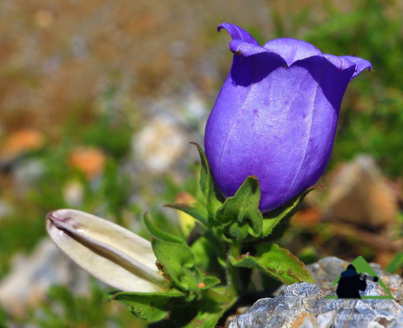 Η χλωρίδα της Δίρφυος: Το χασμόφυτο Campanula incurva, ελληνικό ενδημικό είδος Δίρφυς topoguide