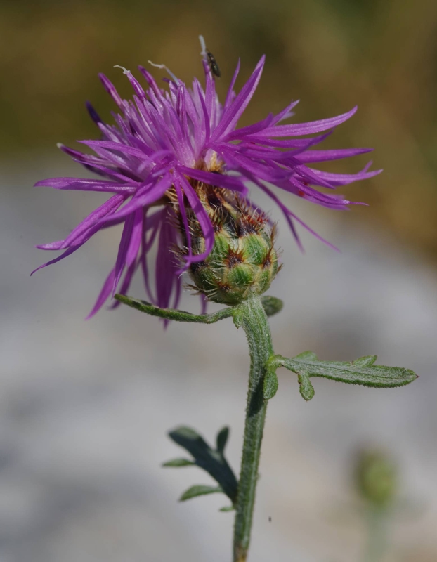 Η χλωρίδα της Δίρφυος: Centaurea attica Δίρφυς topoguide