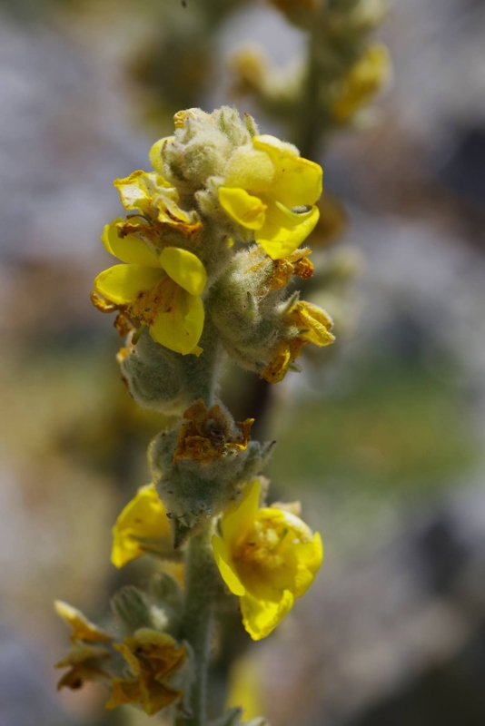 Η χλωρίδα της Δίρφυος: Verbascum delphicum Δίρφυς topoguide
