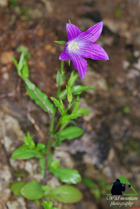 Η χλωρίδα της Δίρφυος: Campanula ramosissima Δίρφυς topoguide