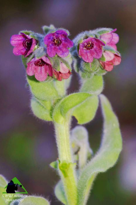 Η χλωρίδα της Δίρφυος: Cynoglossum columnae Δίρφυς topoguide