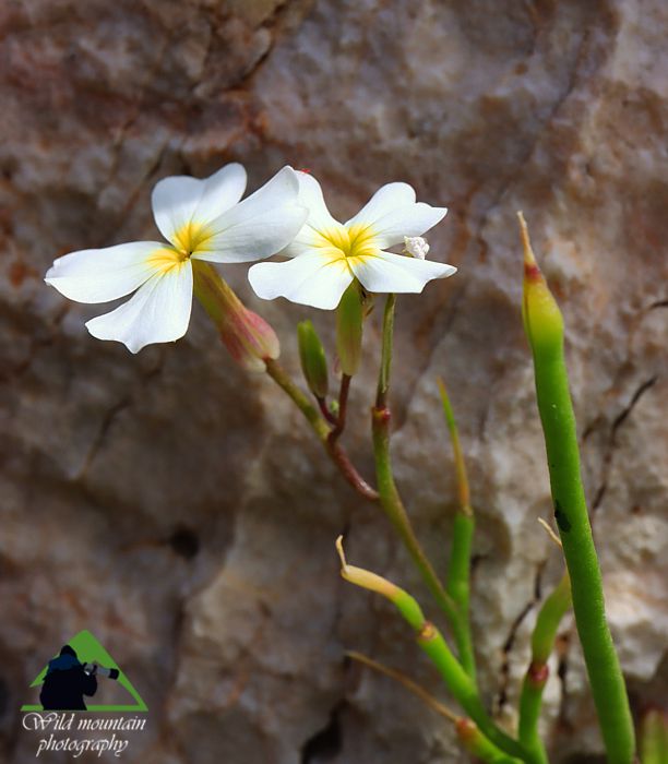 Η χλωρίδα της Δίρφυος: Malcolmia flexuosa subsp. naxensis Δίρφυς topoguide