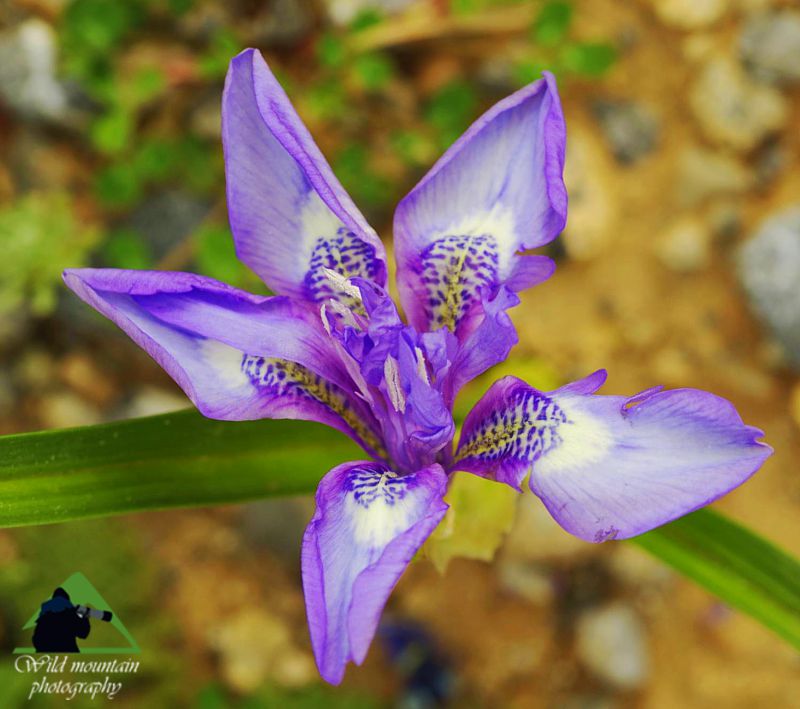 Η χλωρίδα της Δίρφυος: Moraea sisyrinchium Δίρφυς topoguide