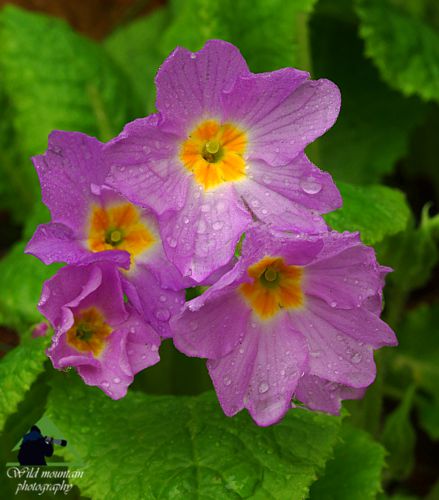 Η χλωρίδα της Δίρφυος: Primula vulgaris subsp. rubra Δίρφυς topoguide