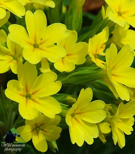 Η χλωρίδα της Δίρφυος: Primula vulgaris subsp. vulgaris Δίρφυς topoguide