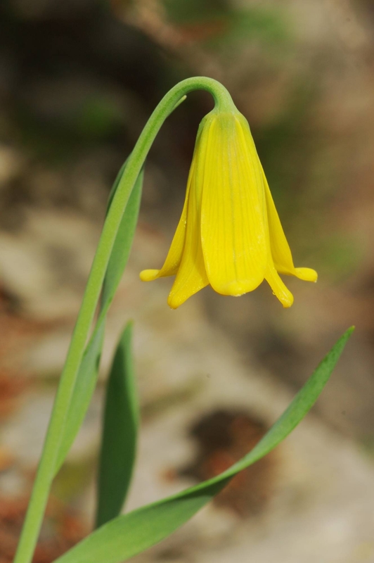 Η χλωρίδα της Δίρφυος: Fritillaria euboeica Δίρφυς topoguide