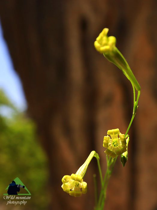 Το Φαράγγι της Αγάλης: Silene multicaulis subsp. sporadum Κεντρική Εύβοια/Δίρφυς topoguide