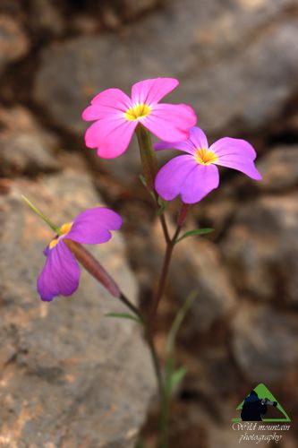 Η Χαράδρα της Βύθουρης: Malcolmia macrocalyx subsp. scyria Δίρφυς topoguide