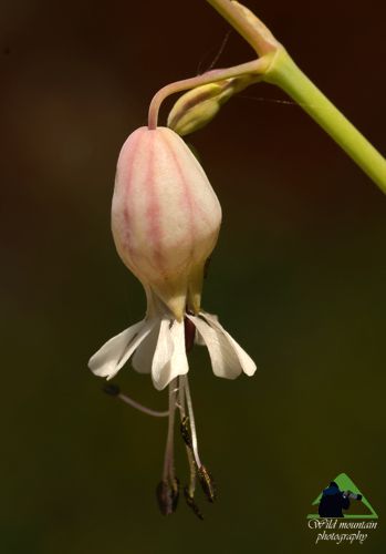 Η Χαράδρα της Βύθουρης: Silene fabaria Δίρφυς topoguide