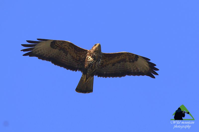 Το Φαράγγι της Αγάλης: Ο Φιδαετός (Circaetus gallicus) Δίρφυς topoguide