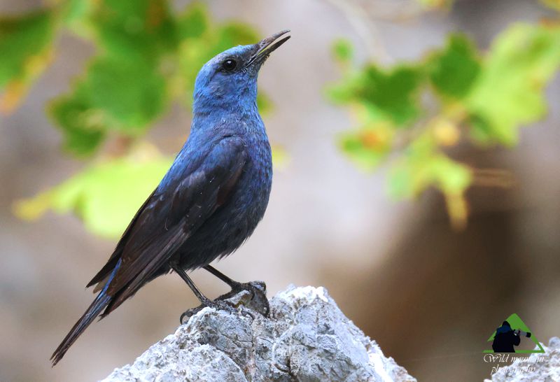 Το Φαράγγι της Αγάλης: Ο Γαλαζοκότσυφας (Monticola solitarius) Δίρφυς topoguide