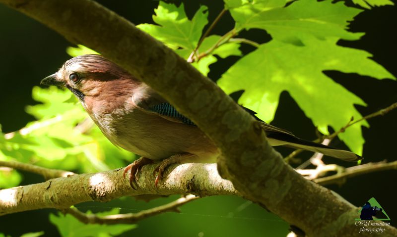 Η Χαράδρα των Στροπώνων: Κίσσα (Garrulus glandarius) Δίρφυς topoguide