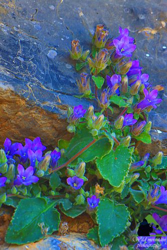 Η Χαράδρα της Πετάλης: Campanula constantini Δίρφυς topoguide