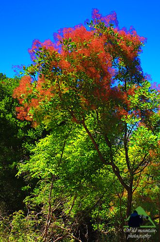 Η Χαράδρα της Πετάλης: Χρυσόξυλο (Cotinus coggygria) Δίρφυς topoguide