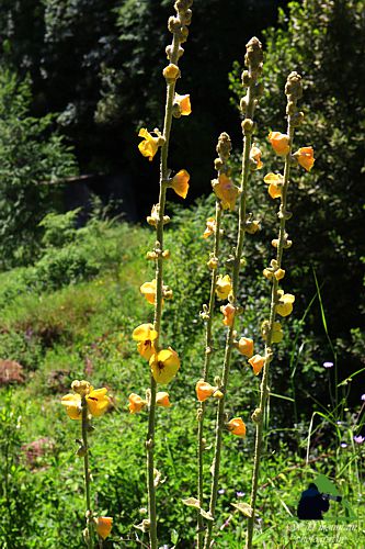 Η Χαράδρα της Βύθουρης: Verbascum euboicum Δίρφυς topoguide