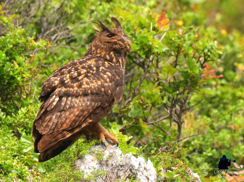 Η Χαράδρα της Βύθουρης: Μπούφος (Bubo bubo) Δίρφυς topoguide