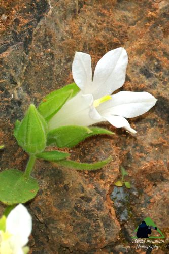 Η Χαράδρα της Βύθουρης: Campanula constantini, αλμπίνο άτομο Δίρφυς topoguide