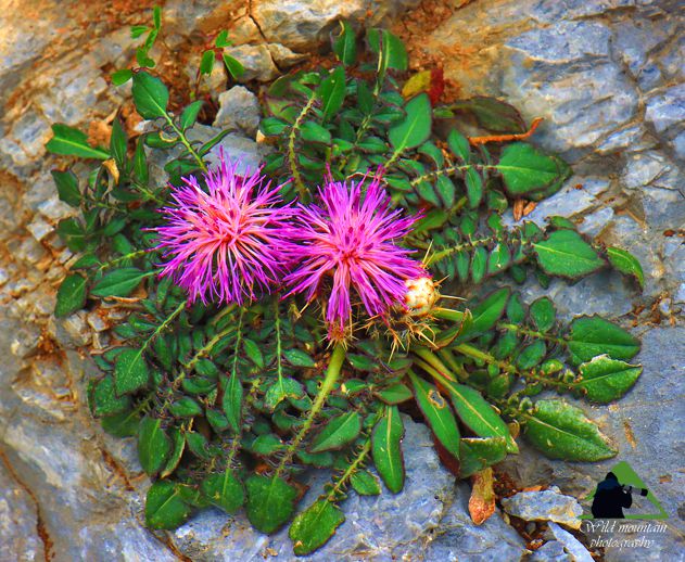 Η Χαράδρα της Βύθουρης: Centaurea raphanina subsp. mixta Δίρφυς topoguide