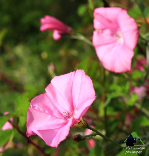 Η Χαράδρα της Βύθουρης: Convolvulus elegantissimus Δίρφυς topoguide