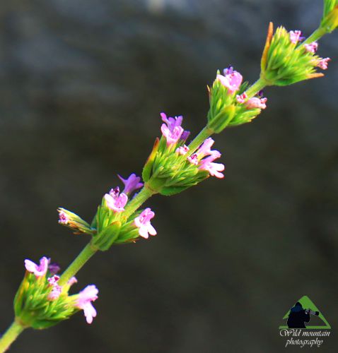 Η Χαράδρα της Βύθουρης: Micromeria juliana Δίρφυς topoguide