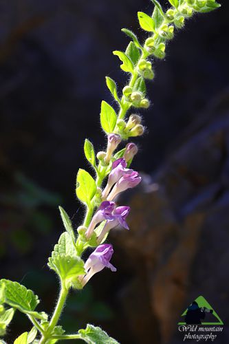Η Χαράδρα της Βύθουρης: Scutellaria goulimyi Δίρφυς topoguide