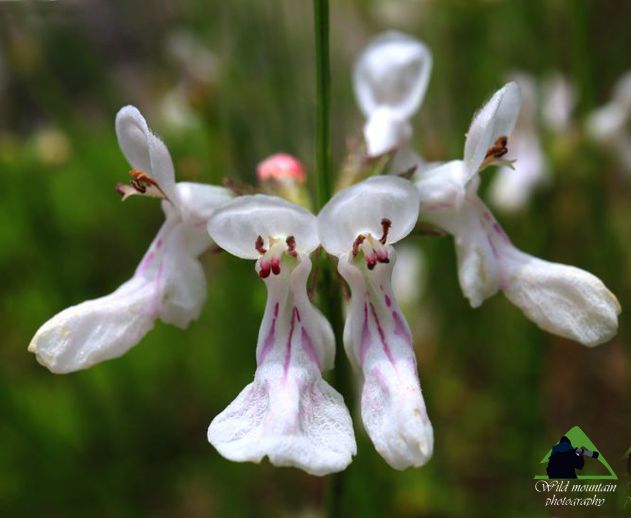 Η Χαράδρα της Βύθουρης: Stachys tetragona Δίρφυς topoguide