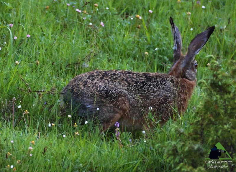 Θηλαστικά της Δίρφυος: Λαγός (Lepus europaeus) Δίρφυς topoguide
