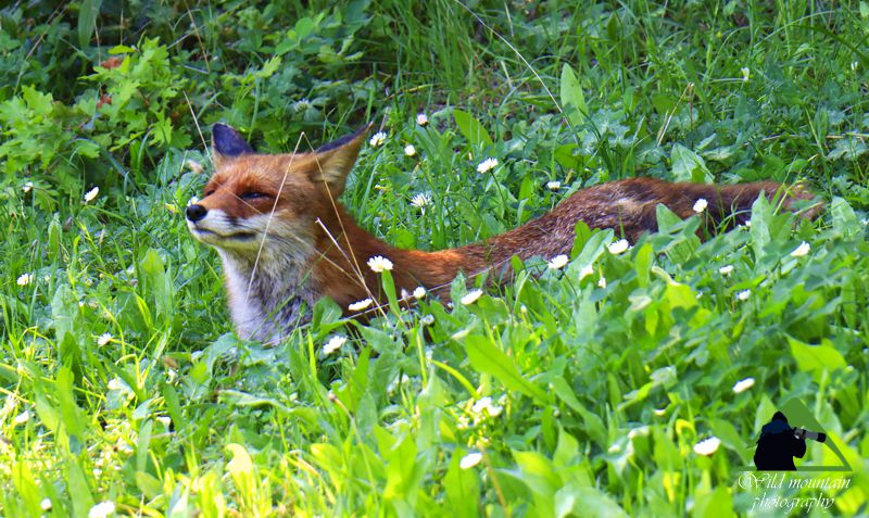 Θηλαστικά της Δίρφυος: Αλεπού (Vulpes vulpes) Δίρφυς topoguide