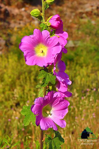 H βλάστηση του Πυξαριά: Alcea setosa Δίρφυς topoguide