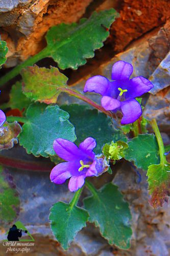 H βλάστηση του Πυξαριά: Campanula cymaea Δίρφυς topoguide