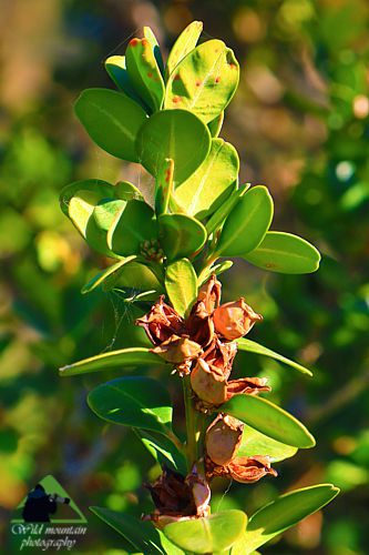 H βλάστηση του Πυξαριά: Πυξάρι (Buxus sempervirens) Δίρφυς topoguide