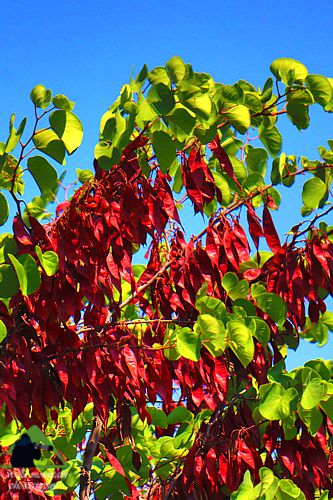 H βλάστηση του Πυξαριά: Κουτσουπιά (Cercis siliquastrum) Δίρφυς topoguide