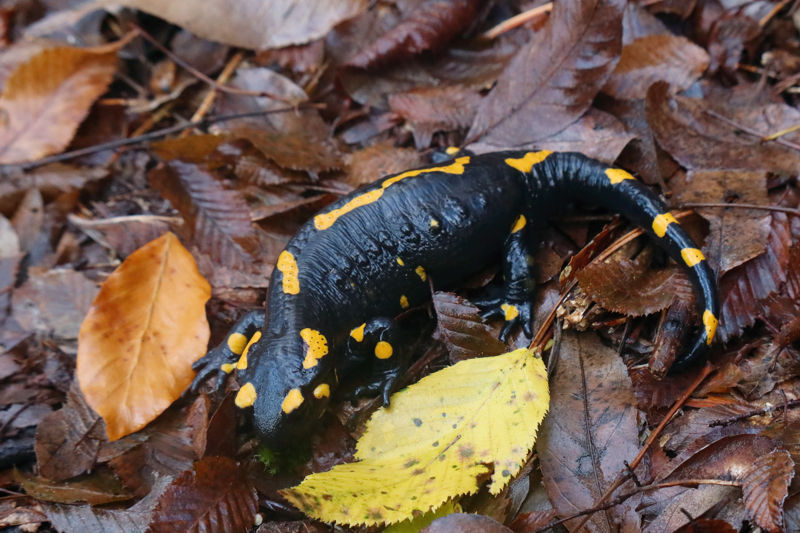 Ερπετά & αμφίβια της Δίρφυος: Σαλαμάνδρα (Salamandra salamandra) Δίρφυς topoguide