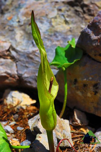 Η χλωρίδα της Ταναΐδας: Arum cylindraceum Δίρφυς topoguide