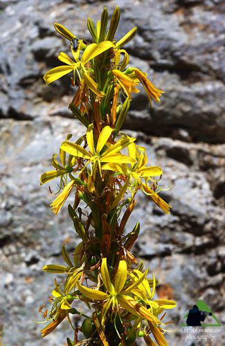 Η χλωρίδα της Ταναΐδας: Asphodeline lutea Δίρφυς topoguide