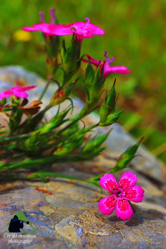 Η χλωρίδα της Ταναΐδας: Dianthus diffusus Δίρφυς topoguide