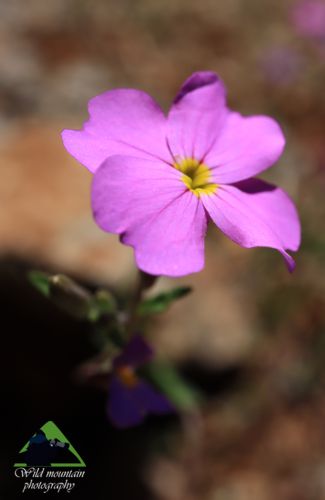 Η χλωρίδα της Ταναΐδας: Malcolmia cylindraceum Δίρφυς topoguide