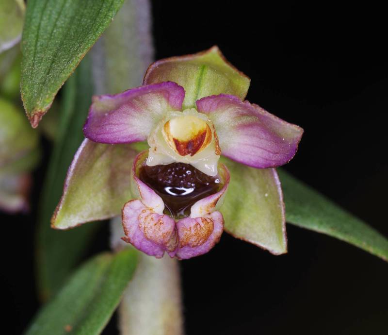 Ελικώνας topoguide: Epipactis helleborine